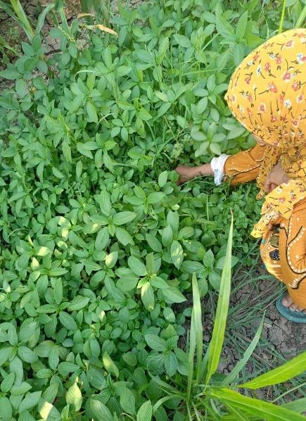 Thumbnail for مشروع تعزيز الاعمال الزراعية في الريف المصري